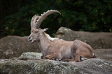 Alpine ibex (Capra ibex ibex).