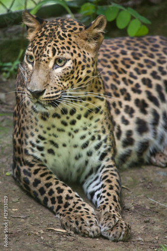 Sri Lankan leopard  Panthera pardus kotiya 