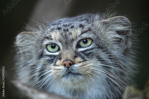 Canvas Print Pallas's cat (Otocolobus manul)