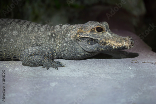 Dwarf crocodile (Osteolaemus tetraspis)