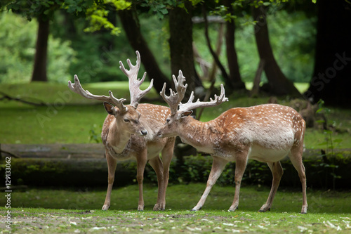 Fototapeta Naklejka Na Ścianę i Meble -  Persian fallow deer (Dama dama mesopotamica).