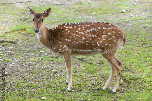 Fototapeta Naklejka Na Ścianę i Meble -  Chital (Axis axis), also known as the spotted deer.