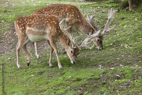 Fototapeta Naklejka Na Ścianę i Meble -  Persian fallow deer (Dama dama mesopotamica).