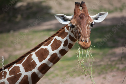 Reticulated giraffe (Giraffa camelopardalis reticulata).