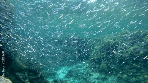 a huge school of fish Hardyhead Silverside (Atherinomorus lacunosus) floats between reefs, Red sea, Dahab, Sinai Peninsula, Egypt
 photo