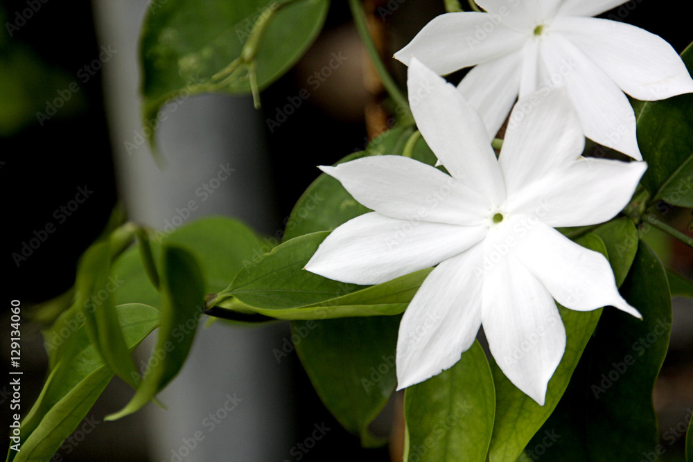 Obraz premium King Jasmine Flower