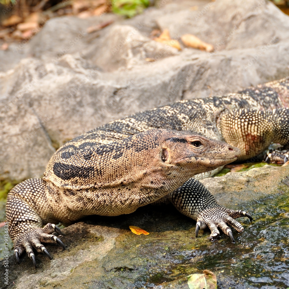 Fototapeta premium Water monitor or Varanus salvator in park