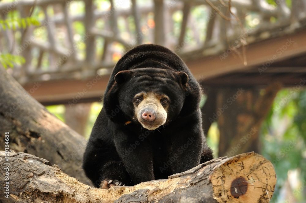 Malayan sun bear looking to camera Malayan sun bear looking to camera