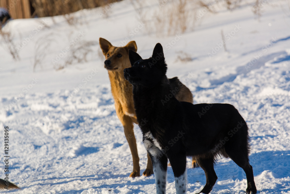 Naklejka premium Dog in the winter