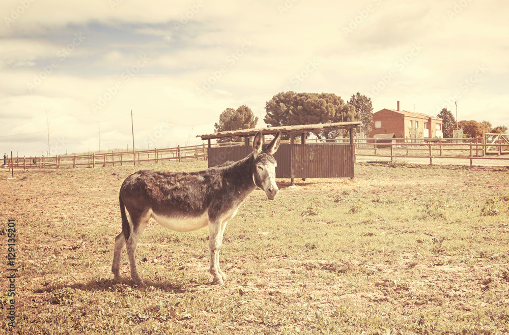 Obraz premium Donkey with nature