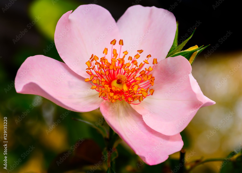 Pink Five Petal RosePoulsen's Pearl, Floribunda, Pink Five Petal RosePoulsen's Pearl, Floribunda,