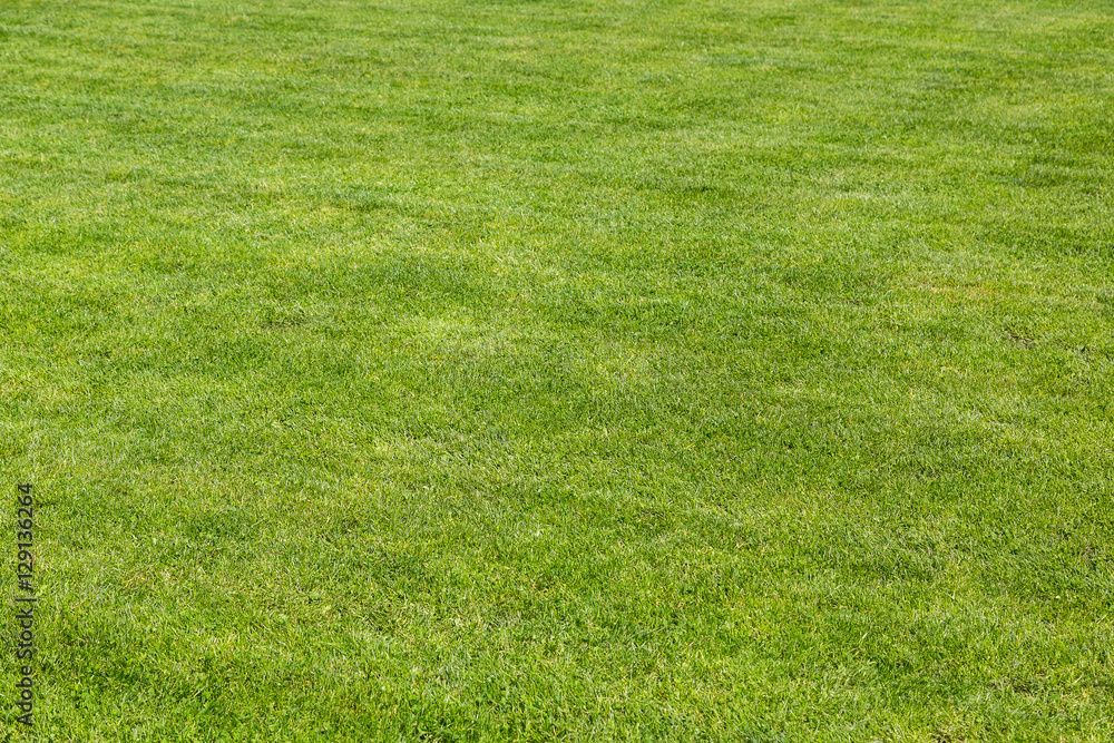 Grass background texture Grass background texture