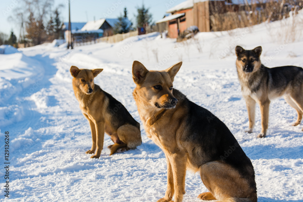 Naklejka premium Dog in the winter