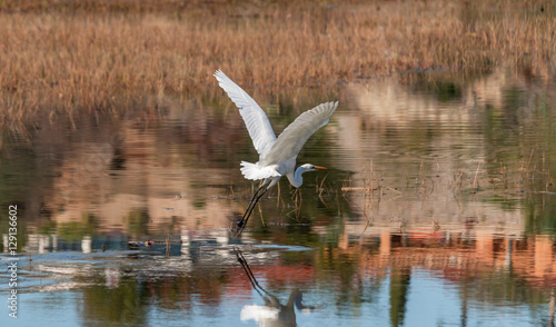 Great egret taking off in upper back bay Newport Beach California