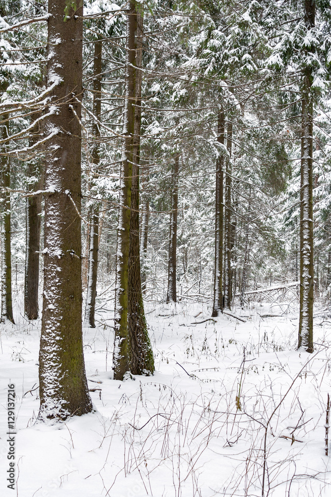 Fototapeta premium Snowy trees in winter forest in the foreground
