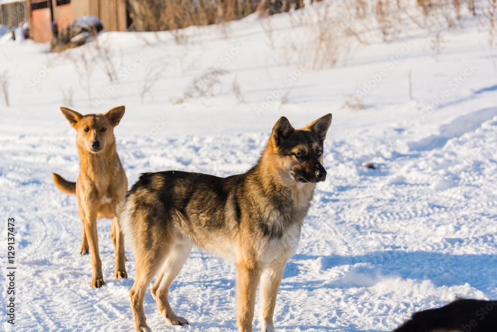 Naklejka premium Dog in the winter