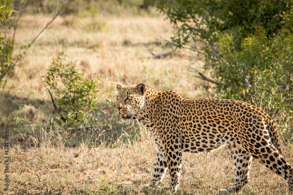 Starring Leopard in the Kruger National Park, South Africa. Starring Leopard in the Kruger National Park, South Africa.