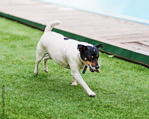 Fototapeta Naklejka Na Ścianę i Meble -  Jack Russell Terrier dog on nature background. Closeup.