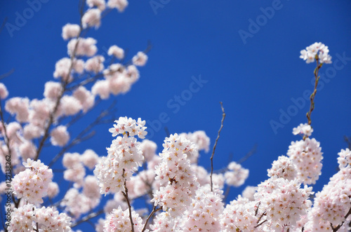 長野　青空と満開の桜の花 © shiryu01