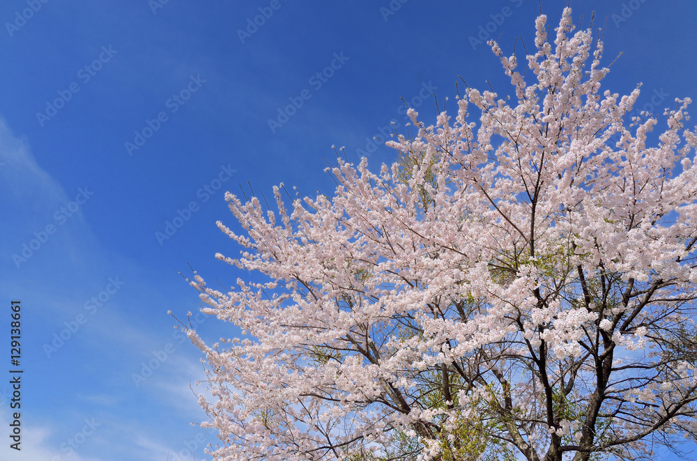 長野　青空と満開の桜の花