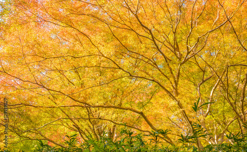 Autumn Forest in Yoshino, Nara, Japan