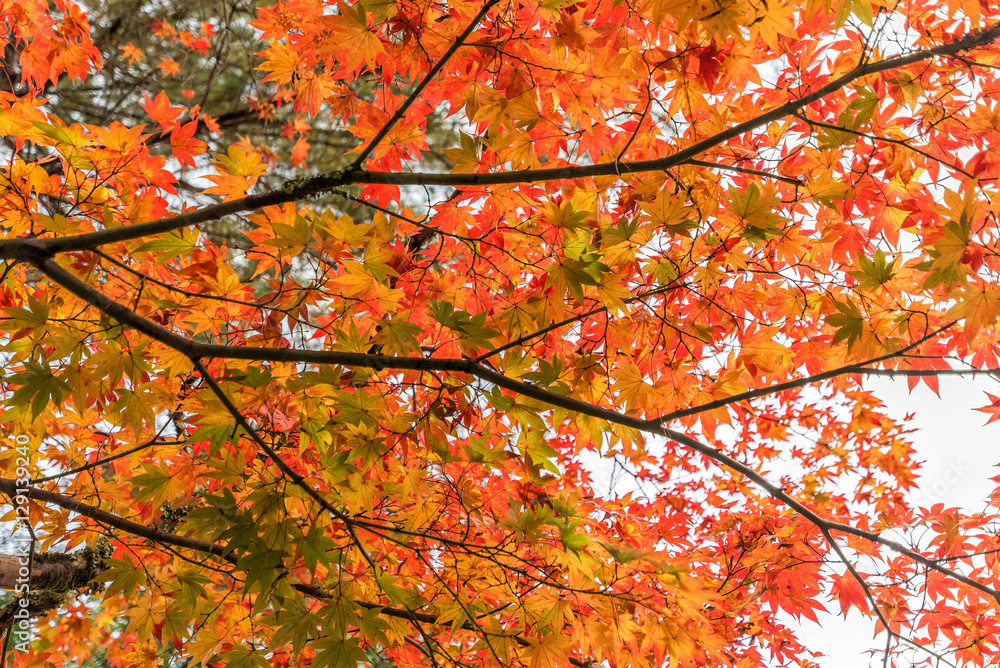Beautiful Color of maple leaves in autumn. Beautiful Color of maple leaves in autumn.