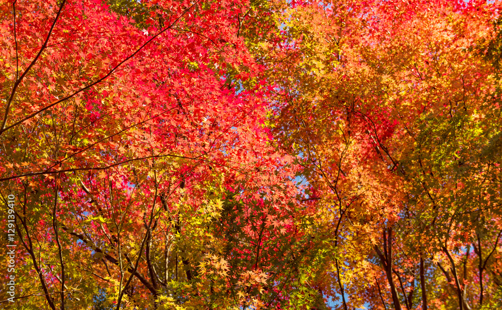 Autumn Forest in Yoshino, Nara, Japan