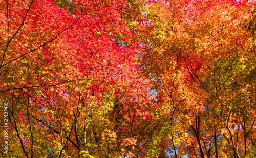 Autumn Forest in Yoshino, Nara, Japan