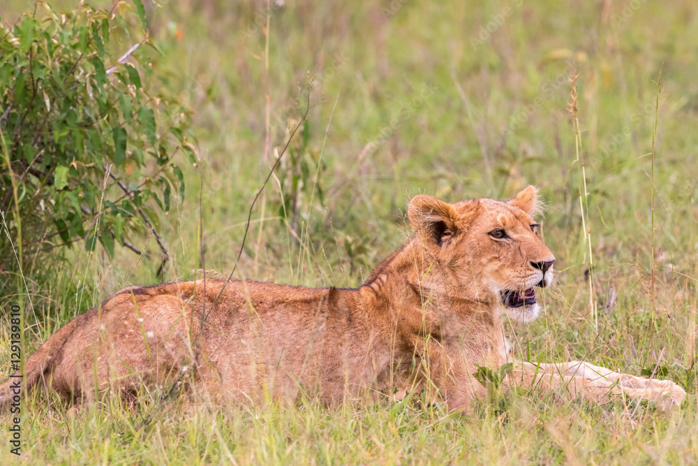 Lion cub lying in the grass on the African savannah Lion cub lying in the grass on the African savannah