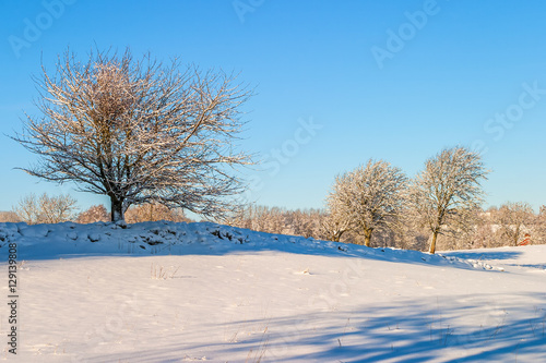 Rural winter landscape with snow and trees