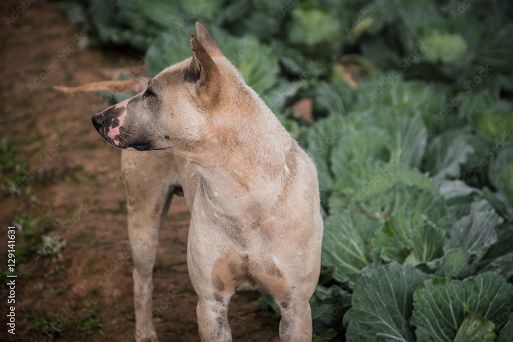 Thai dog at cabbage farm on highlands of Phetchabun District, Thailand.Photo taken on: 29 November , 2016 Thai dog at cabbage farm on highlands of Phetchabun District, Thailand.Photo taken on: 29 November , 2016