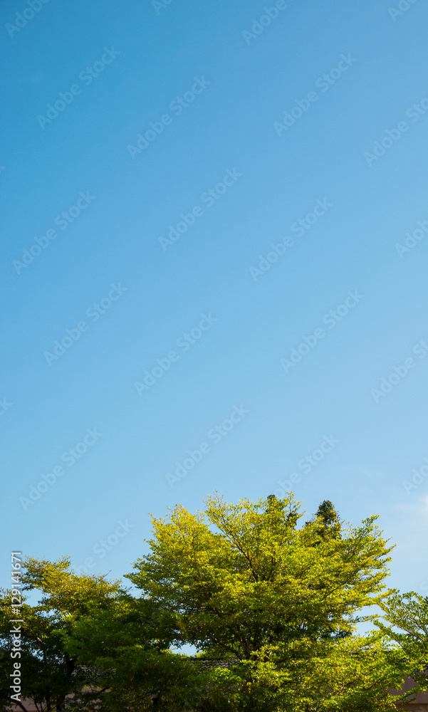 tree with blue sky background.