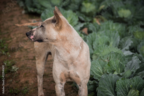 Thai dog at cabbage farm on highlands of Phetchabun District  Thailand.Photo taken on  29 November   2016