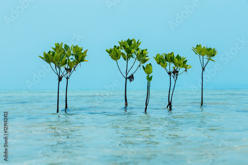Group of mangrove trees at water surface tropical sea background photo