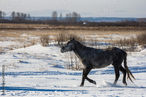 The horse goes on a snowy field © Егор Лубягин