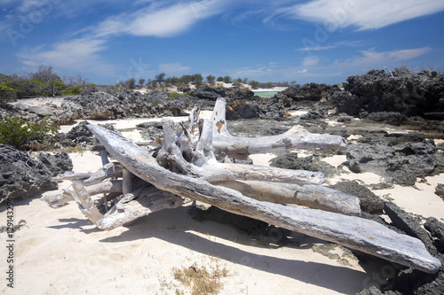 large trunk washed up from the sea and sun dried, Amoronia orang photo