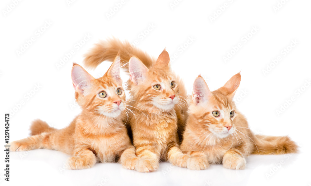 Obraz premium Group of small ginger maine coon cats lying in front view. isolated on white