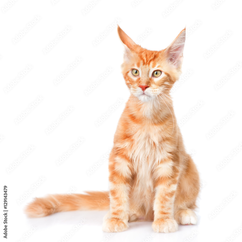 Red maine coon cat sitting in front view. isolated on white Red maine coon cat sitting in front view. isolated on white