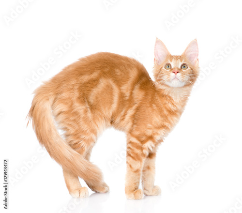 Arched cat standing in side view. isolated on white background