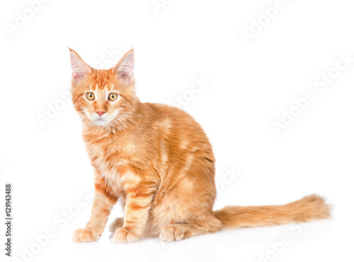Red maine coon cat sitting in side view. isolated on white 
