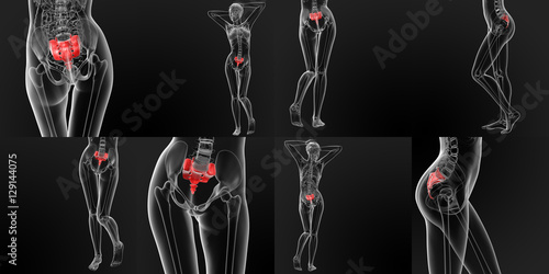Cuadro en lienzo 3D rendering medical illustration of the sacrum bone