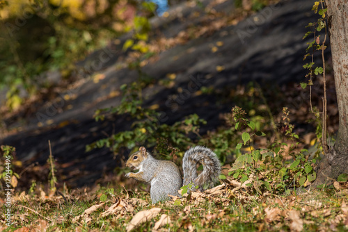 Squirrel in Central Park, New York City