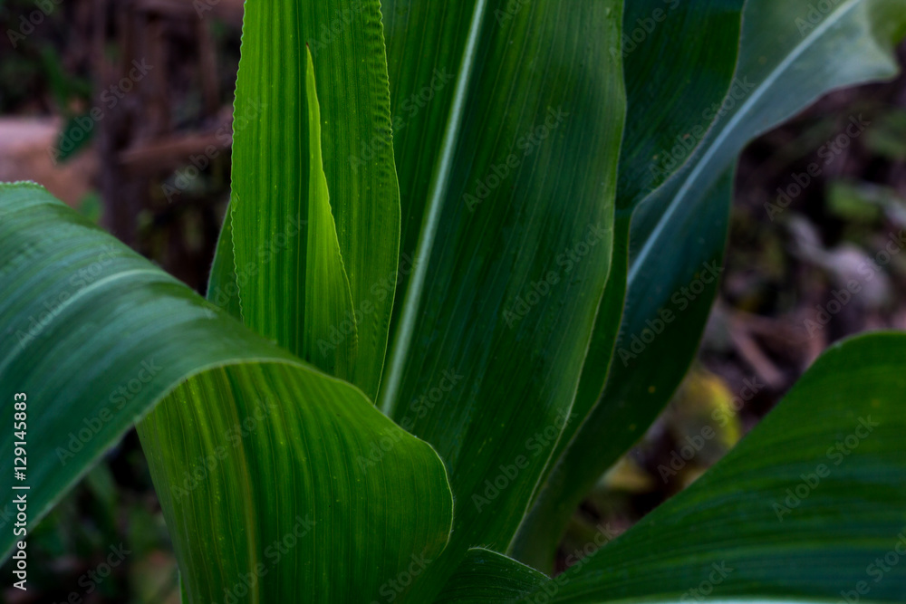 Fototapeta premium green mass of corn,cornfield plant in greenfield Thailand,mass o