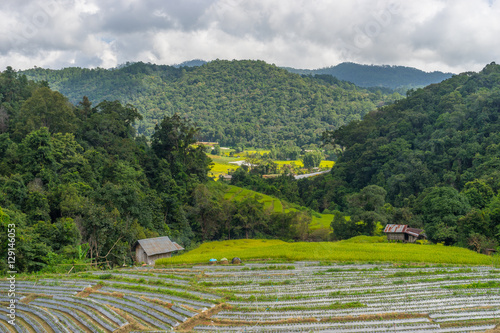 Rice field and strawberry farm in Inthanon mountain  Chiang Mai 