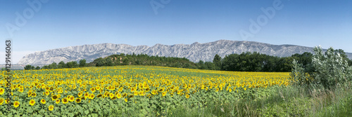 Sainte Victoire and Flowers