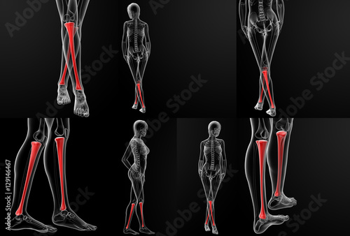 3D rendering illustration of the tibia bone