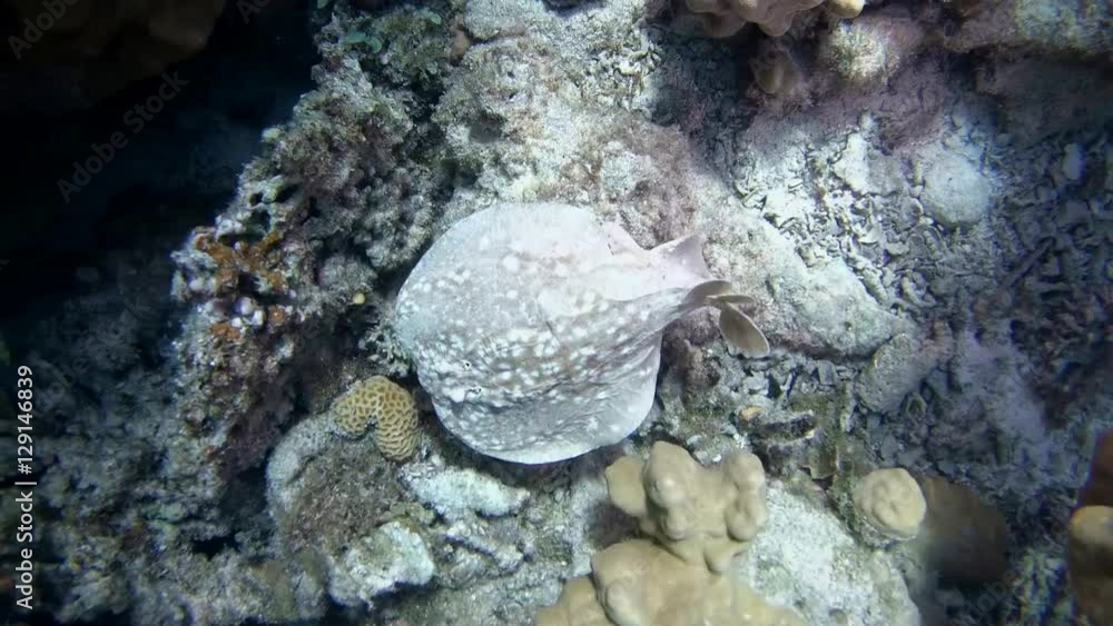 Panther Electric Ray (Torpedo panthera) swims over a coral reef, Red sea, Dahab, Sinai Peninsula, Egypt
Panther Electric Ray (Torpedo panthera) swims over a coral reef, Red sea, Dahab, Sinai Peninsula, Egypt