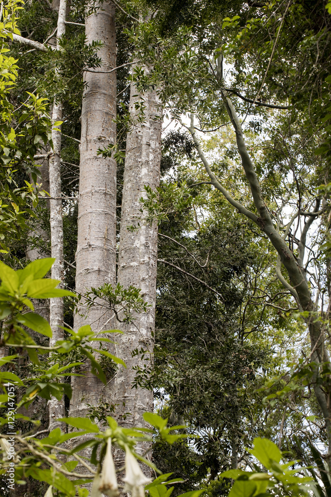 Fototapeta premium view of the large forest trees, Amber Mountain, Madagascar