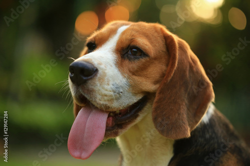 Funny cute beagle dog in park