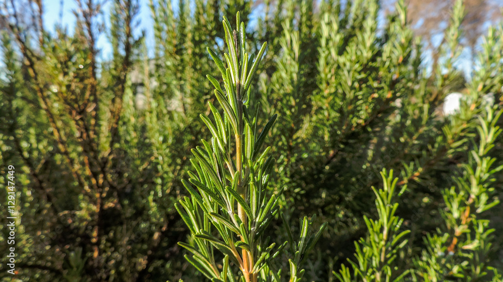 Rosmarin im Sonnenschein - Kräuter Rosmarin im Sonnenschein - Kräuter